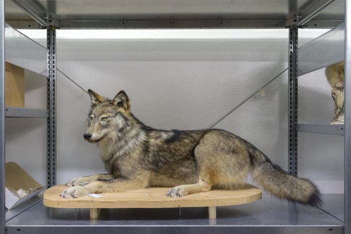 Louve F22 au dépôt du Musée de la nature du Valais © Luzia Hürzeler